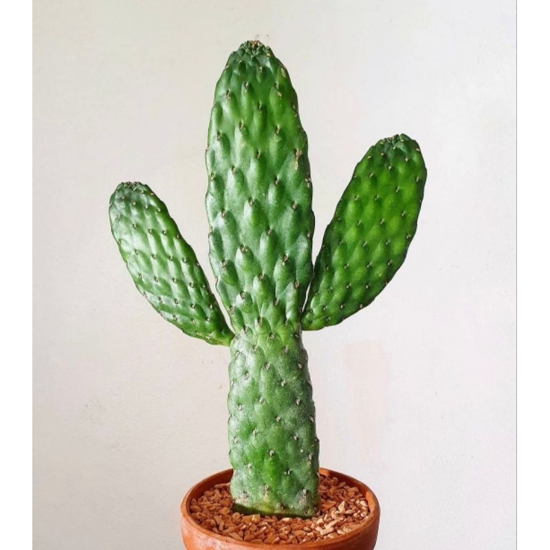 Opuntia Console Rubescens (โอพันเทียตอหนังจระเข้) ขายเป็นแพดตัดสด