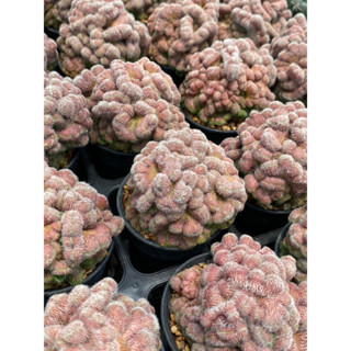 เเมมซีวีเรด  Mammillaria compressa cv.Yokan  กระถาง 2 นิ้ว