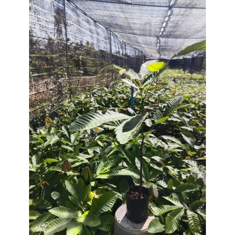 ลำไยคริสตัล ผลเขียว สั่งขั้นต่ำ2ต้นขึ้นไปต้นละ100ซื้อ5แถม1 – โปรปัง
