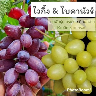 ต้นองุ่น​ กิ่งองุ่น​ป่าติดตา/เสียบยอดพันธุ์​ไบคานัว​ และ​ ไวกิ้ง​ (สายพันธุ์​ยูเครน)​ ปลูก​ง่าย​ ทน​ ติดผลง่าย