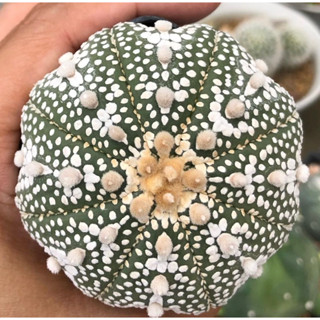 💕💕💕Wowww  #สวยละลาย😳😍⭐️🌟⭐️Astrophytum asterias "MIRACLE X Nohakuten” 🔥มิราเคิลลายขาวสวย ทรงดีมากก❤️❤️