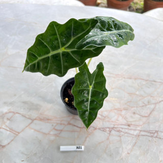 แก้วสารพัดนึกตัวผู้ (Alocasia Sanderiana Bull) เลือกต้นได้