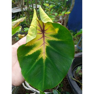 Colocasia Pigtailed Princess เจ้าหญิงผมเปีย