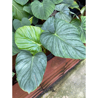 Philodendron Pastazanum Silver  ผิวหน้าใบแต้มสีเงิน ลอนสวย ไม้น่าสะสมยิ่ง