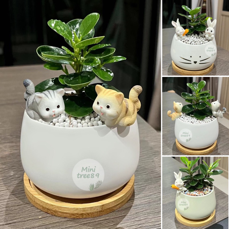 ช้อนเงินช้อนทอง คัดใบเกรด A+ ไม้มงคล + ถาดรองไม้ + เม็ดดินเผา + ตุ๊กตา minitree89