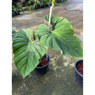 Philodendron Prowmanii  พราวมณี ฟิโลพราวมนี