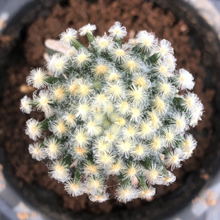 แคคตัส แมม ขนนก ขนเหลือง mammillaria​ cactus  ไม้กราฟ จำนวน 1 ต้น