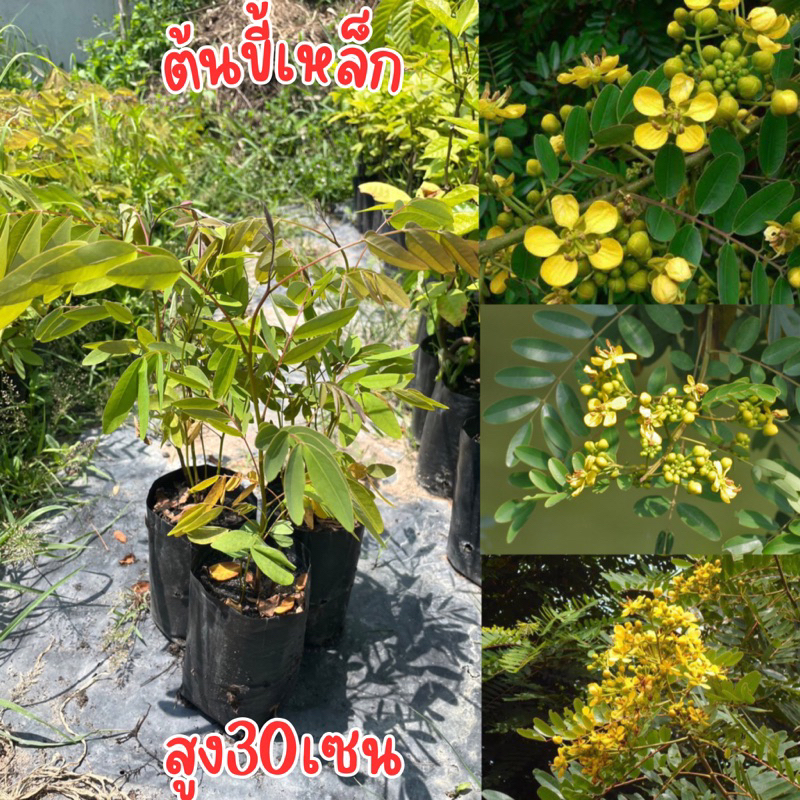 ต้นขี้เหล็ก พร้อมส่ง ต้นเพาะเมล็ด