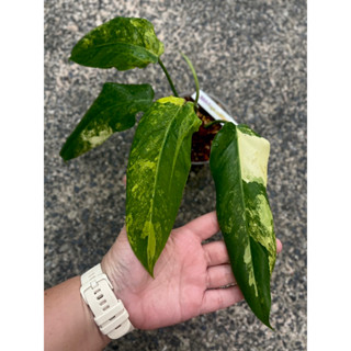 philodendron domesticum var philo domes  โดเมส domes ฟิโลเดนดรอน โดเมสติค โดเมสติก