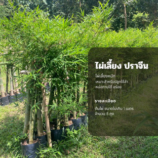 ไผ่เลี้ยง ไผ่ใช้ลำ ไม้ไผ่  พันธุ์ไผ่  จำนวน 5 ถุง/กล่อง