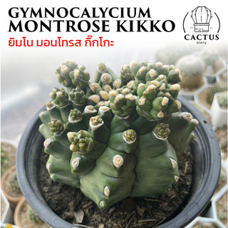ยิมโนมอนโทรส กิ๊กโกะ Gymnocalycium montrose kikko 11 CM.