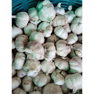 กระเทียมจีน ขาย1กก110บาท(สำหรับปลูกหรือรับประทาน)