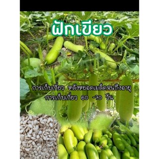 เมล็ดพันธุ์ฟักเขียว อายุเก็บเกี่ยว 60-70 วัน (ชุด50เมล็ด)