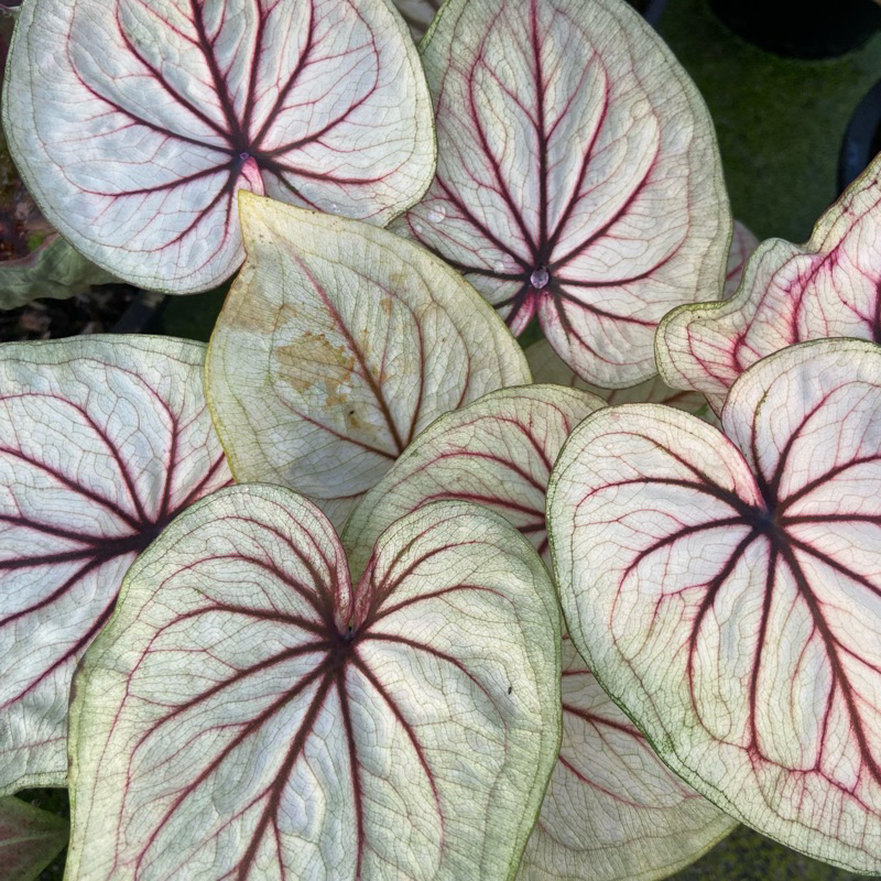 นาราทัศน์ บอนสี สีสวย กระดูกชัด กระถาง 4 นิ้ว