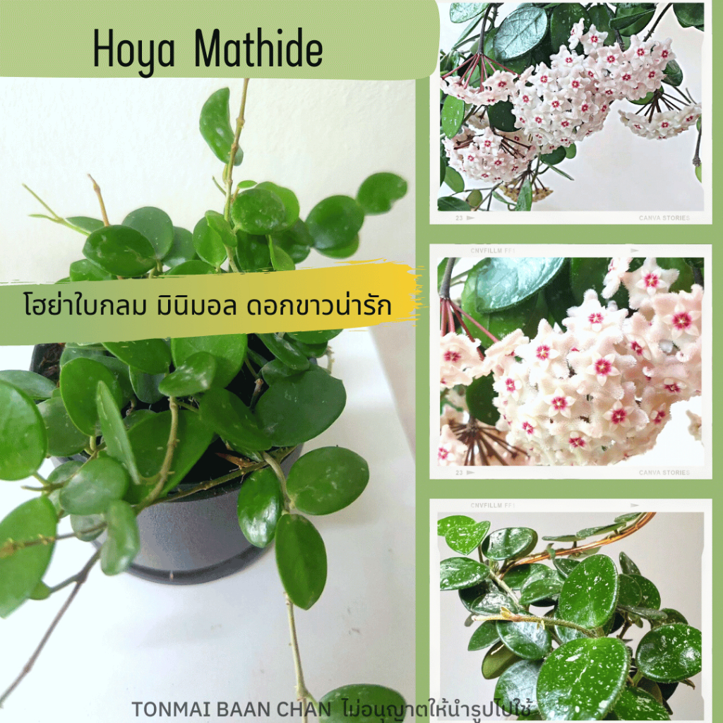 Hoya mathide โฮย่ามินิมอล ใบกลมเล็ก ดอกสีขาว ต้นไม้แขวนประดับ ต้นไม้แต่งบ้าน