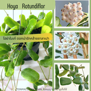 Hoya Rotundiflor โฮย่าซาลาเปา กลีบดอกสีขาว ใบสวยดอกสวย ต้นไม้แขวนประดับ ต้นไม้แต่งบ้าน