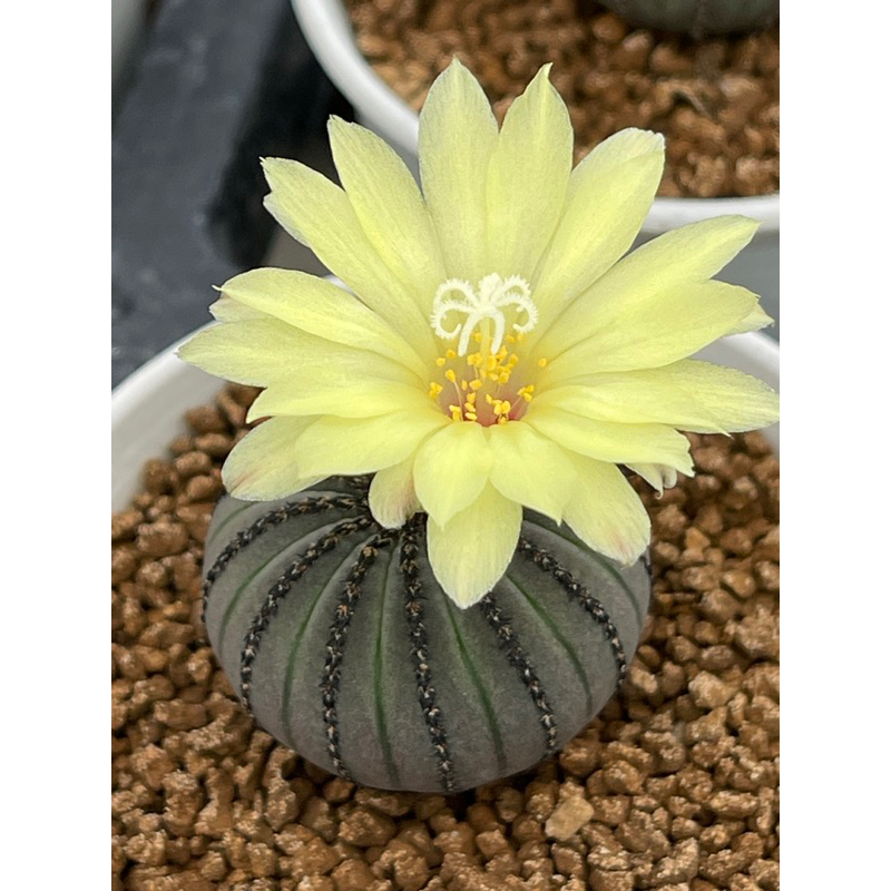 Frailea castanea and niten cactus กระถาง 2”