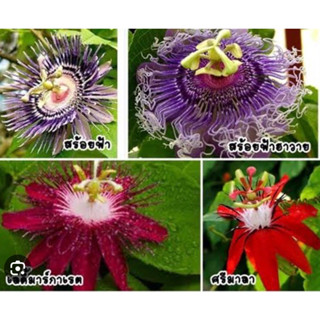 ต้นสร้อยฟ้า (Passion Flower / Blue Passion Flower)