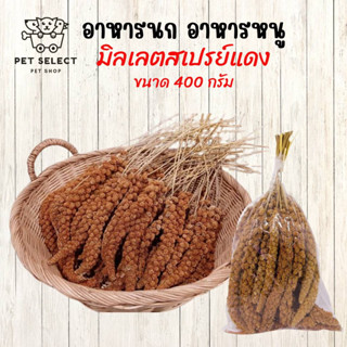 [400g.] อาหารนก มิลเลตสเปรย์แดง มิลเลต ขนมนก อาหารนกหงส์หยก อาหารนกแก้ว อาหารนกเลิฟเบริด์  มิลเลตสเปรย์ มิลเลตสเปรย์