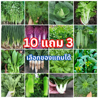 พร้อมส่ง🌱 เมล็ดพันธุ์ผักสวนครัว ราคาถูก ปลูกง่ายโตเร็ว🌱 ซื้อ…