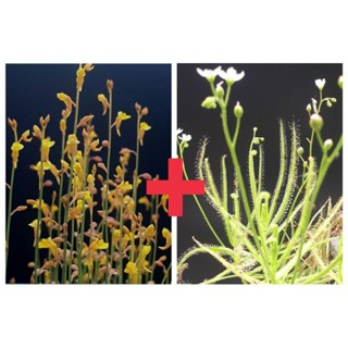 🔥New🔥พืชกินแมลง 2 in 1(Utricularia bifida + drosera finlaysoniana