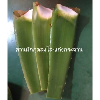 ใบว่านหางจระเข้ สด ออแกนิก ไร้สารเคมี 1กิโล18 บาท คละไซด์ พันธุ์บาร์บาเดนซิส