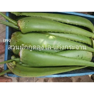 ใบว่านหางจระเข้ สด ออแกนิก ไร้สารเคมี 1กิโล18 บาท คละไซด์ พันธุ์บาร์บาเดนซิส