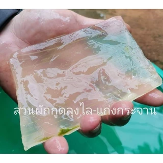 ใบว่านหางจระเข้ สด ออแกนิก ไร้สารเคมี 1กิโล18 บาท คละไซด์ พันธุ์บาร์บาเดนซิส