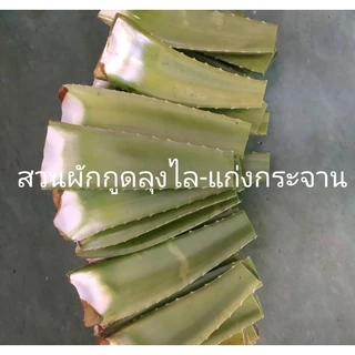 ใบว่านหางจระเข้ สด ออแกนิก ไร้สารเคมี 1กิโล18 บาท คละไซด์ พันธุ์บาร์บาเดนซิส