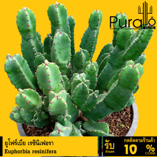 ต้นยูโฟร์เบีย ยูโฟร์เบีย เรซินิเฟอรา Euphorbia resinifera #Euphorbia #ไม้โขด #cactus