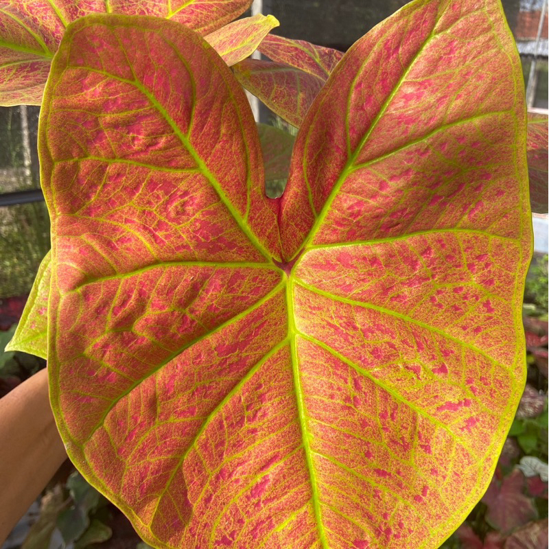 เหลืองสดุดี บอนสี ไม้ประดับ กระถาง 4 นิ้ว