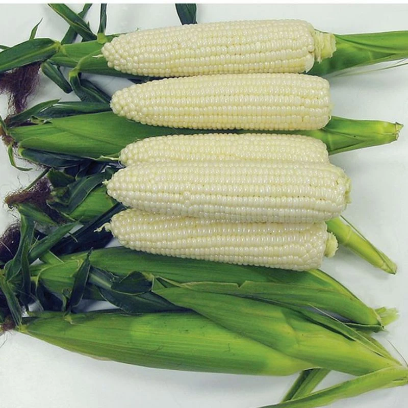 เมล็ดพันธุ์ข้าวโพดข้าวเหนียว 50 เมล็ด(5แถม1คละได้)