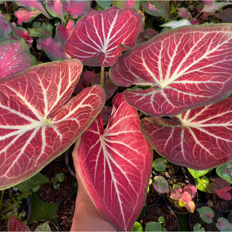 รวยล้นฟ้า บอนสี สุครีพจัดทัพ บอนสี สีสด ฟอร์มสวย แข็งแรง กระถาง 4 นิ้ว