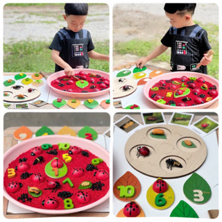 Ladybug Life Cycle Sensory Play วงจรชีวิตเต่าทอง วงจรชีวิตสัตว์(พร้อมส่ง)