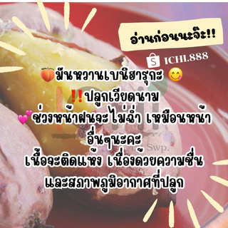 🍠 มันหวานญี่ปุ่นเบนิฮารุกะ 1 Kg. หวาน อร่อย ‼️ปลูกเวียดนาม