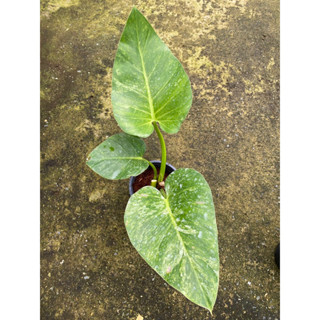 Philodendron Giganteum Variegated ฟิโลหูช้างด่าง ลายสวย ไม้แข็งแรง