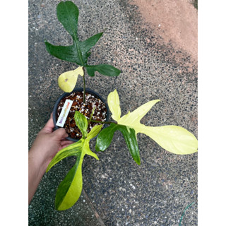 ก้ามกุ้งด่าง PHILODENDRON FROLIDA BEAUTY ฟิโลก้ามกุ้งด่าง ลายสวย