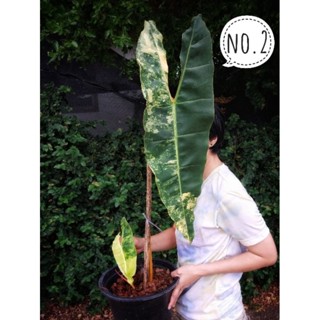 ฟิโลเดนดรอน ก้านส้มด่าง philodendron billitae V. วางข้อใบใหญ่กว่า 60 cm. แทงยอดใหม่แล้ว เชื้อดี ด่างสวยมาก ได้ต้นตามภาพ