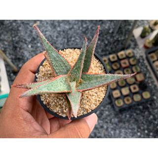 อโล ไฮบริด (Aloe Hybrid) ว่านหางจระเข้