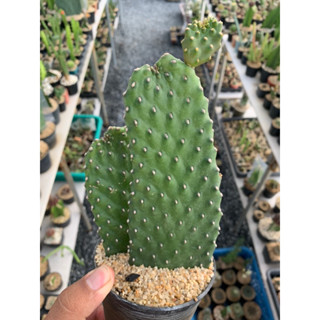 โอพันเทียคอนโซเล (Opuntia consolea rubescens)