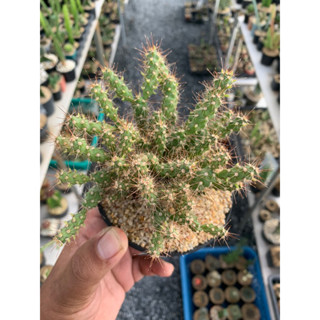 โอพันเทียดอกไม้ไฟ(Cylindropuntia spinosior)หนามดูด