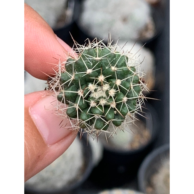 แคคตัส กระบองเพชร สั่งขั้นต่ำ 5 ต้นนะคะ ต้นไม้ สวน สวนถาด