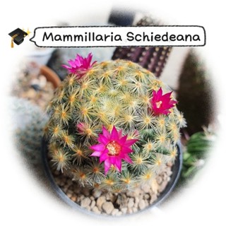 แมมขนนกเหลือง แคคตัส Mammillaria Schiedeana ไม้เมล็ด ลุ้นสีดอก