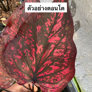 มนกฤติยา บอนสี สีแดงสด พุ่มสวย กัดสีตอนโต กระถาง 4 นิ้ว