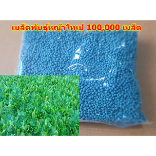 ขายส่ง 100,000 เมล็ด เมล็ดหญ้าไทเป หญ้ามาเลเซียแคระ Broadleaf Carpet Grass หญ้าสวนหย่อม สนามหญ้า หญ้า หญ้าปูสนาม พันธุ์ห