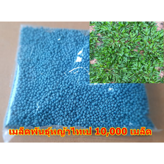 ขายส่ง 10,000 เมล็ด เมล็ดหญ้าไทเป หญ้ามาเลเซียแคระ Broadleaf Carpet Grass หญ้าสวนหย่อม สนามหญ้า หญ้า หญ้าปูสนาม พันธุ์หญ