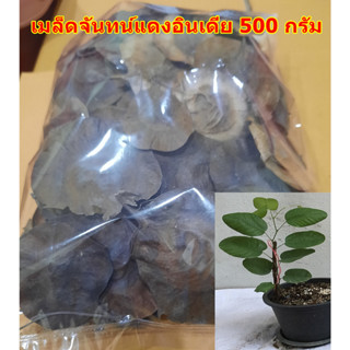 ขายส่ง 500 กรัม เมล็ดจันทน์แดงอินเดีย Pterocarpus santalinus ชื่ออื่นว่า รักตจันทน์ สุดยอดแห่งไม้มูลค่าสูง ไม้ป่าหายาก