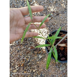 hoya pauciflora โฮย่าน่าสะสม 1 ต้นในกระถางคะ