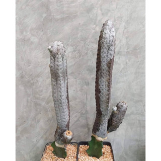 Euphoria  abdelkuri grafting กราฟตอแลกเทีย