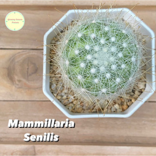 [MAMM17] แมมมิลลาเรีย เซนิลิส Mammillaria Senilis ไม้เพาะเมล็ด แคคตัส กระบองเพชร ไม้เมล็ด